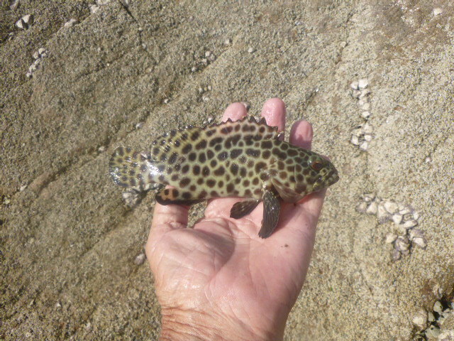 Honeycomb Grouper