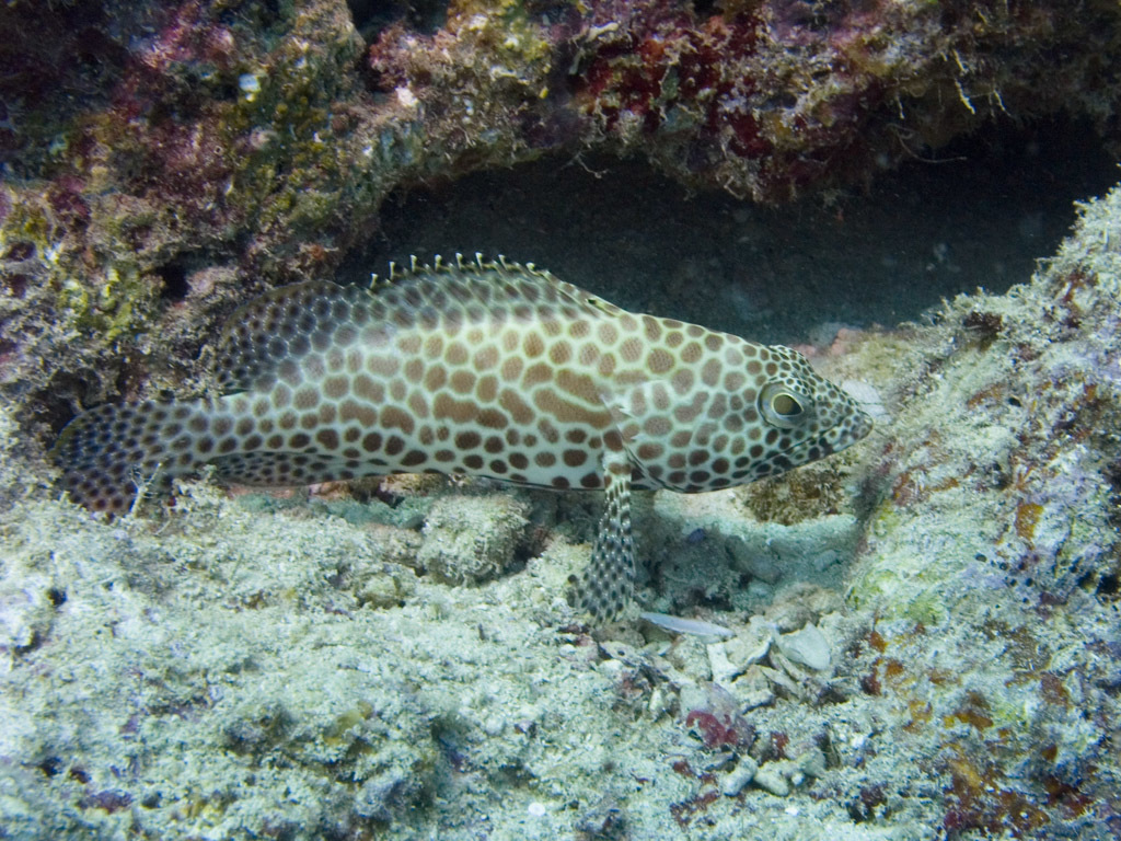 Honeycomb Grouper