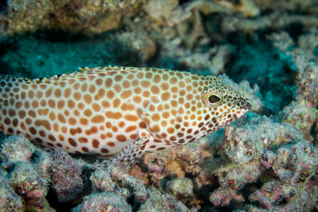 Honeycomb Grouper