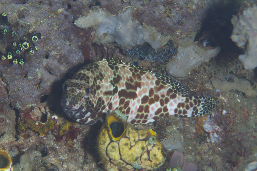 Honeycomb Grouper
