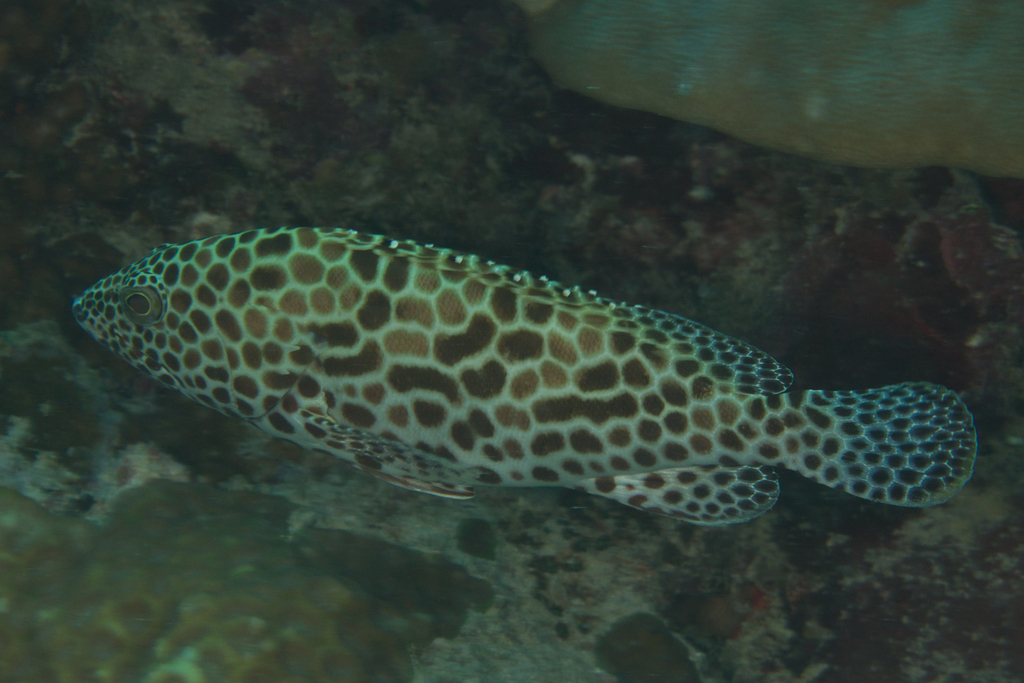Honeycomb Grouper