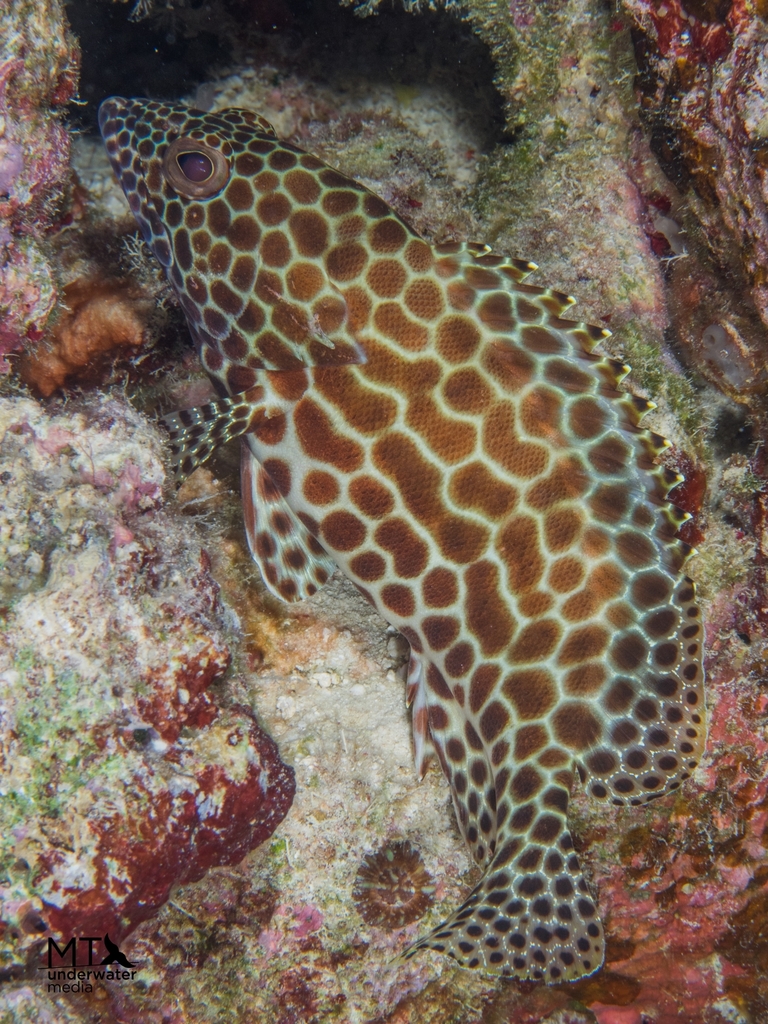 Honeycomb Grouper