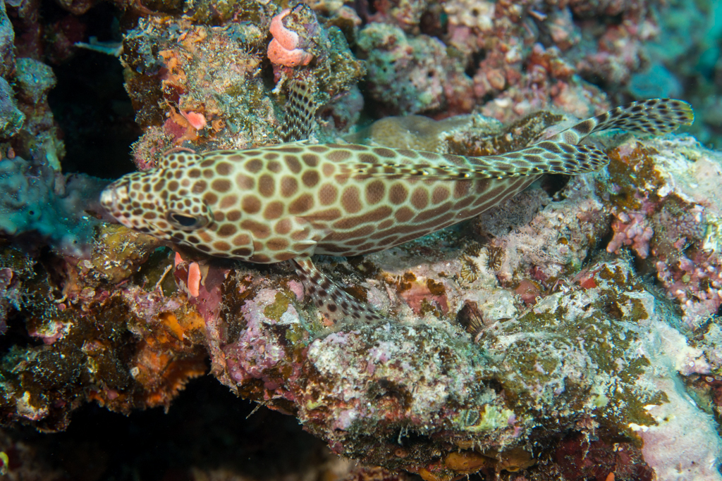 Honeycomb Grouper