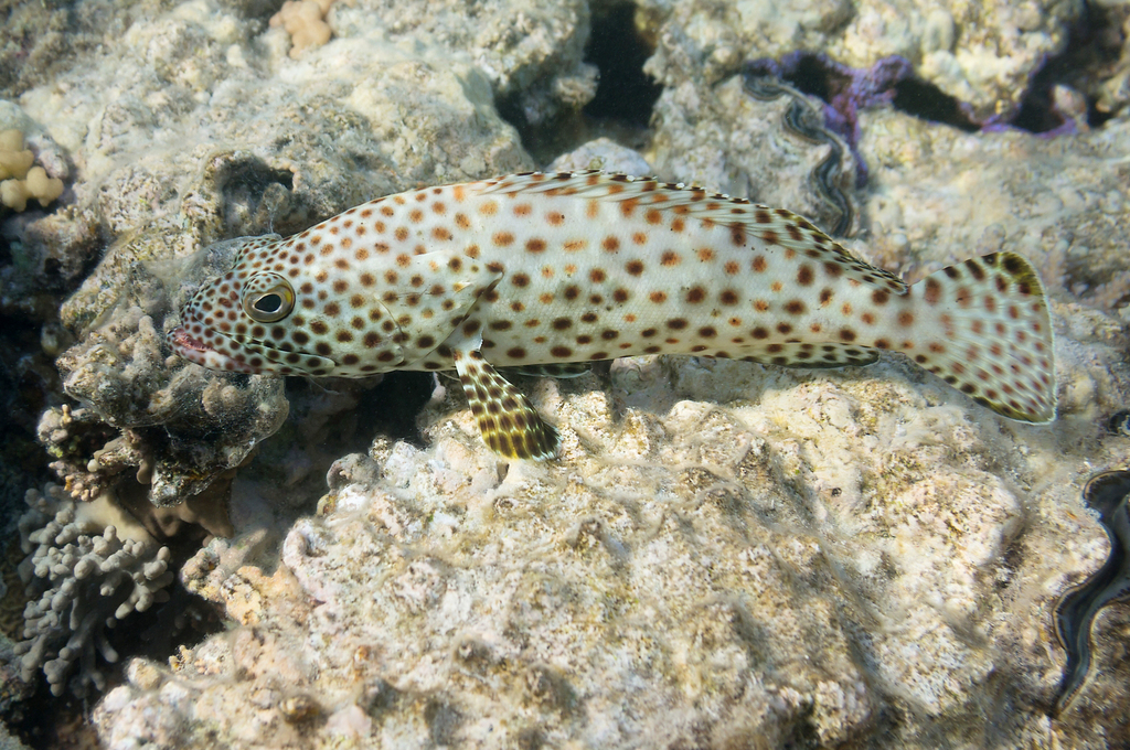 Greasy Rockcod