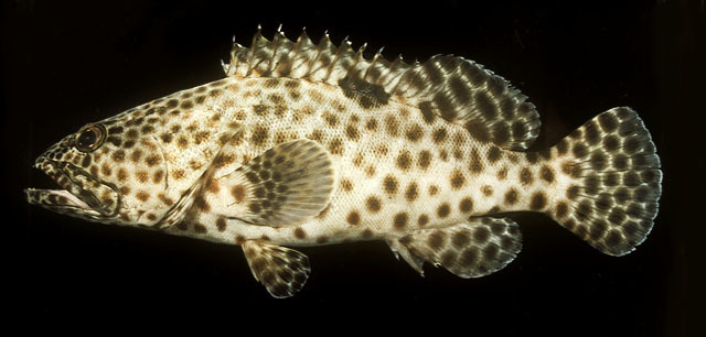 Greasy Rockcod