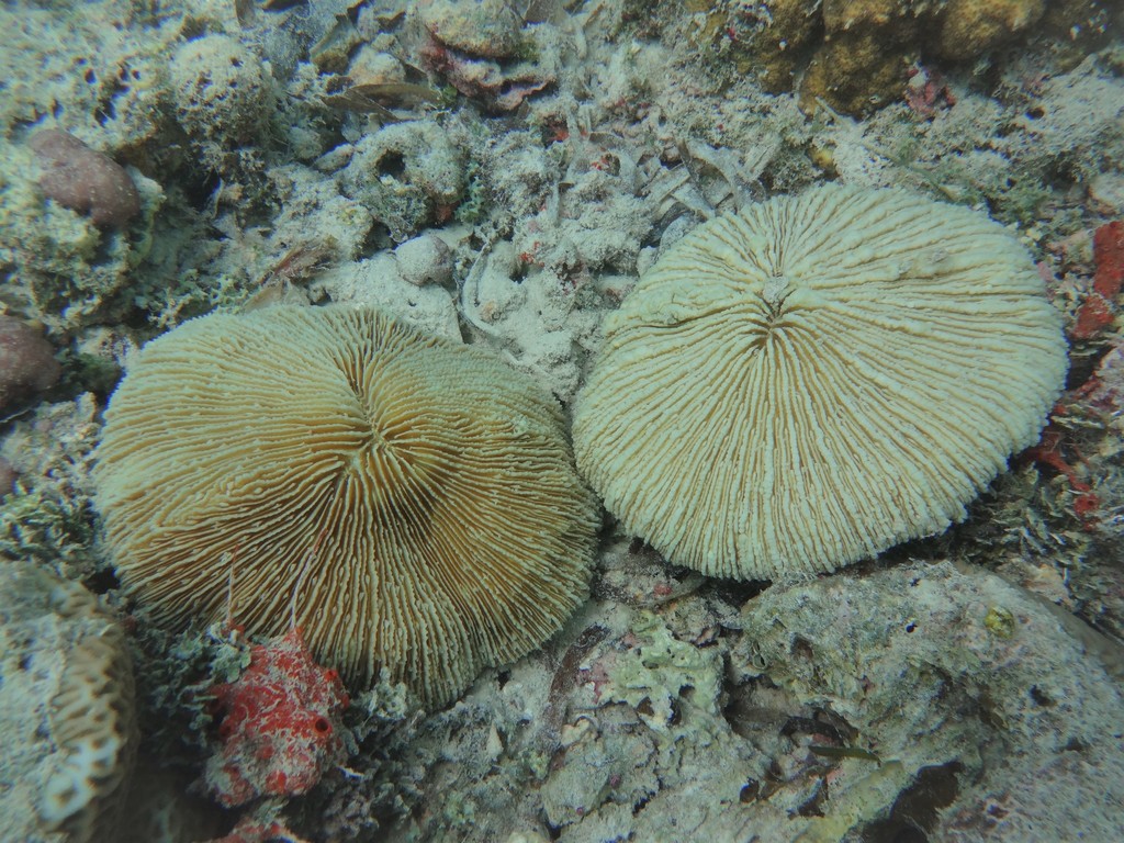 Common Mushroom Coral