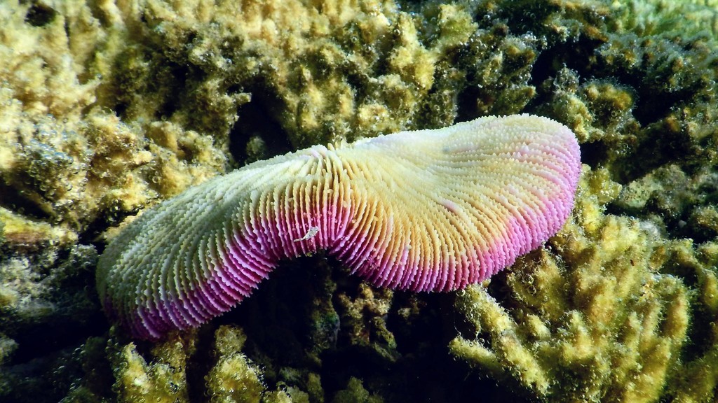 Common Mushroom Coral