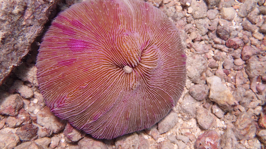 Common Mushroom Coral