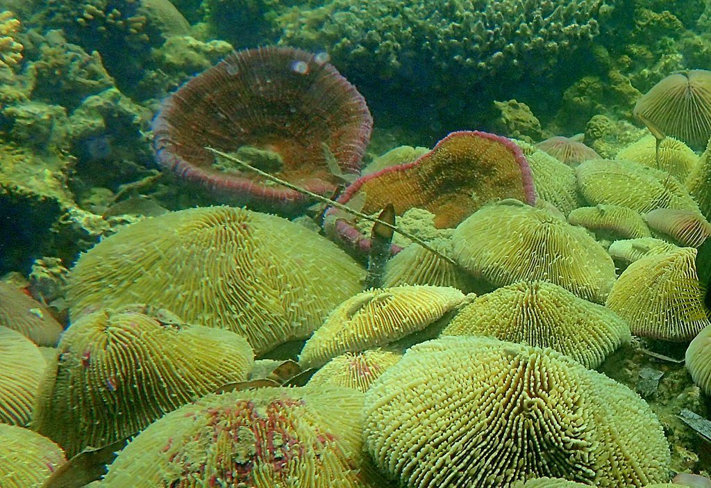 Common Mushroom Coral