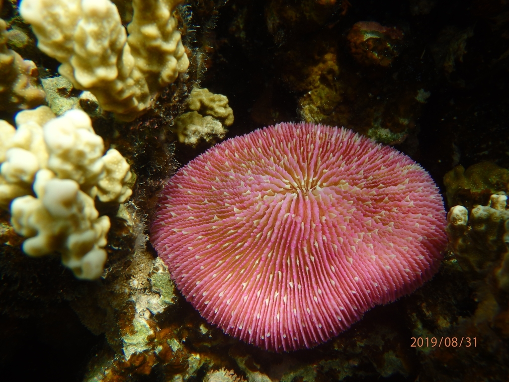 Common Mushroom Coral