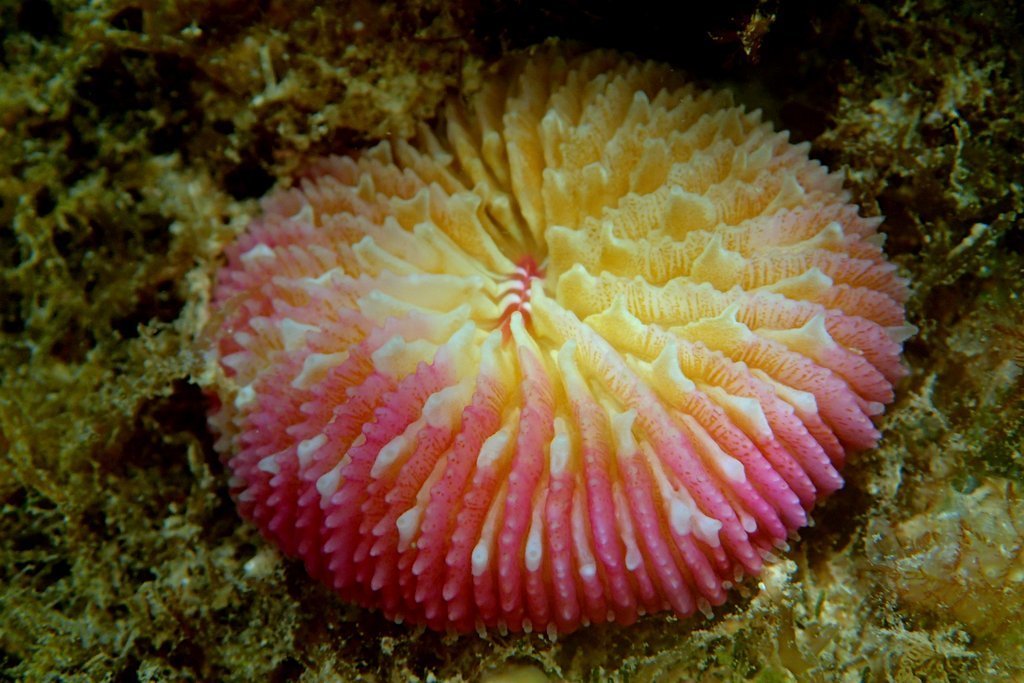 Common Mushroom Coral