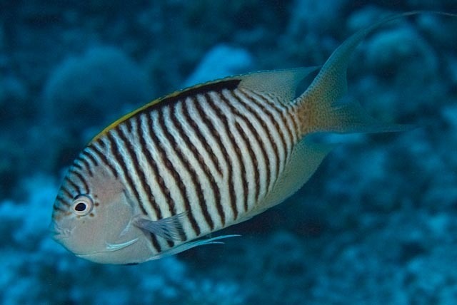 Zebra Angelfish