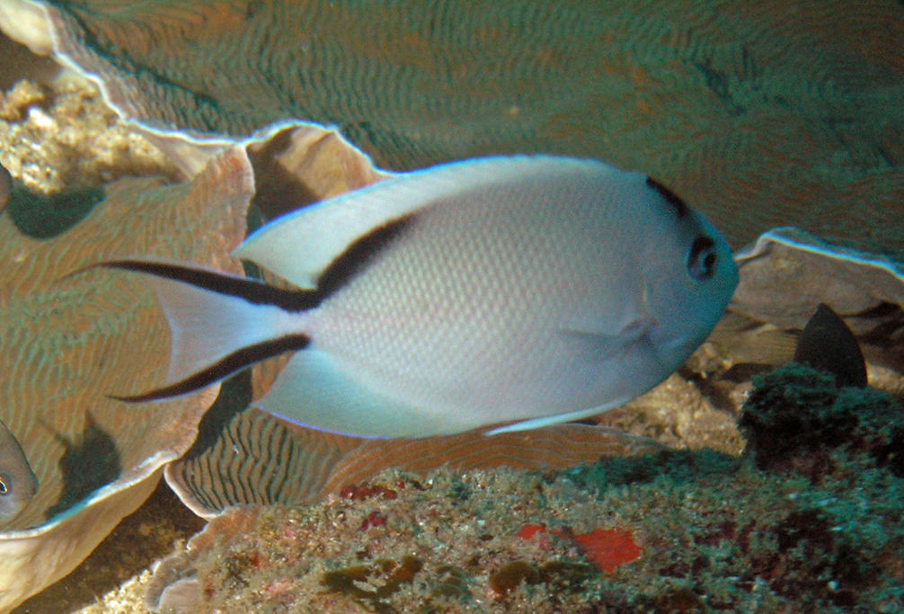 Zebra Angelfish