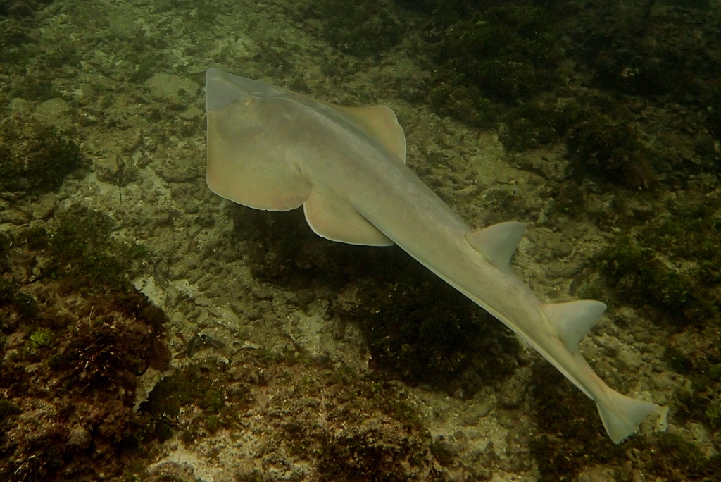 Halavi's Guitarfish