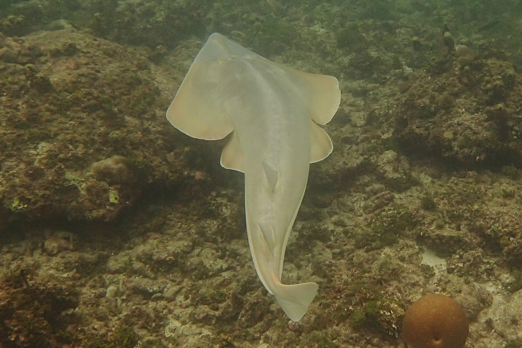 Halavi's Guitarfish