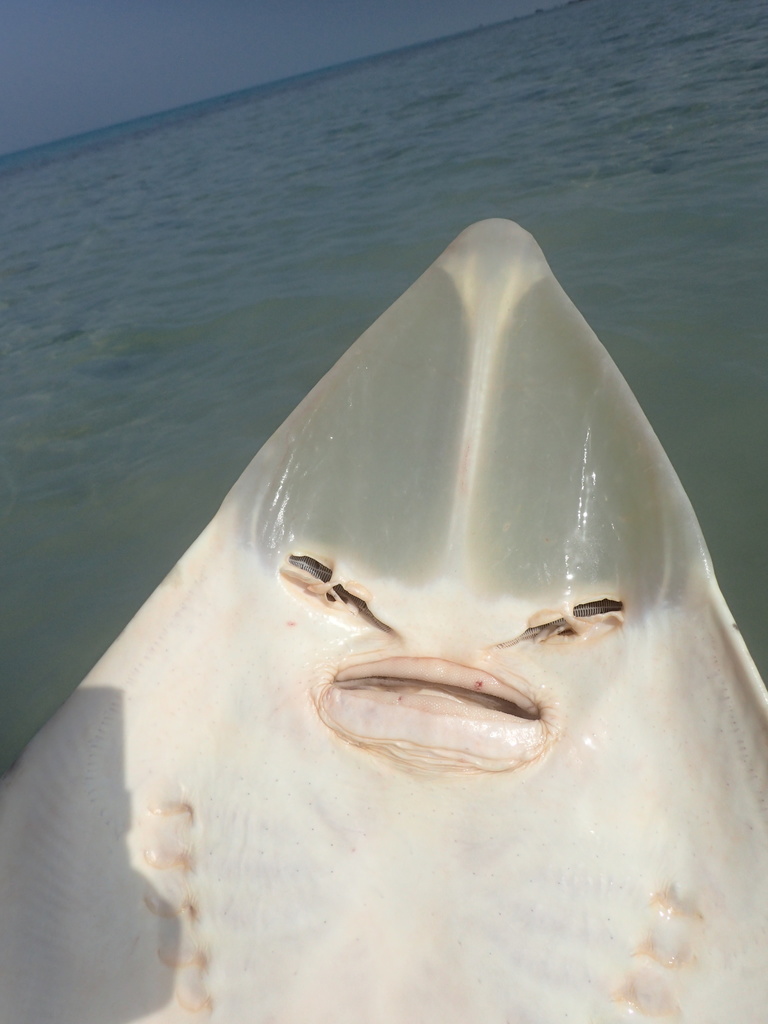 Halavi's Guitarfish