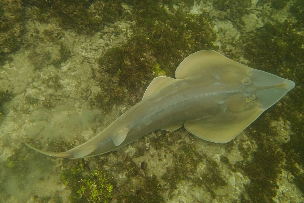 Halavi's Guitarfish