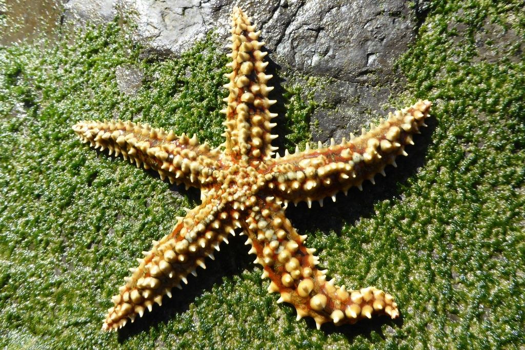 Spiny Starfish