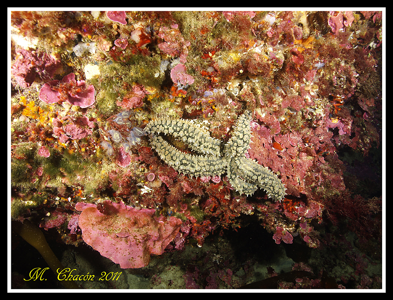 Spiny Starfish