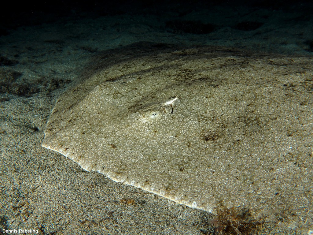 Spiny Butterfly Ray