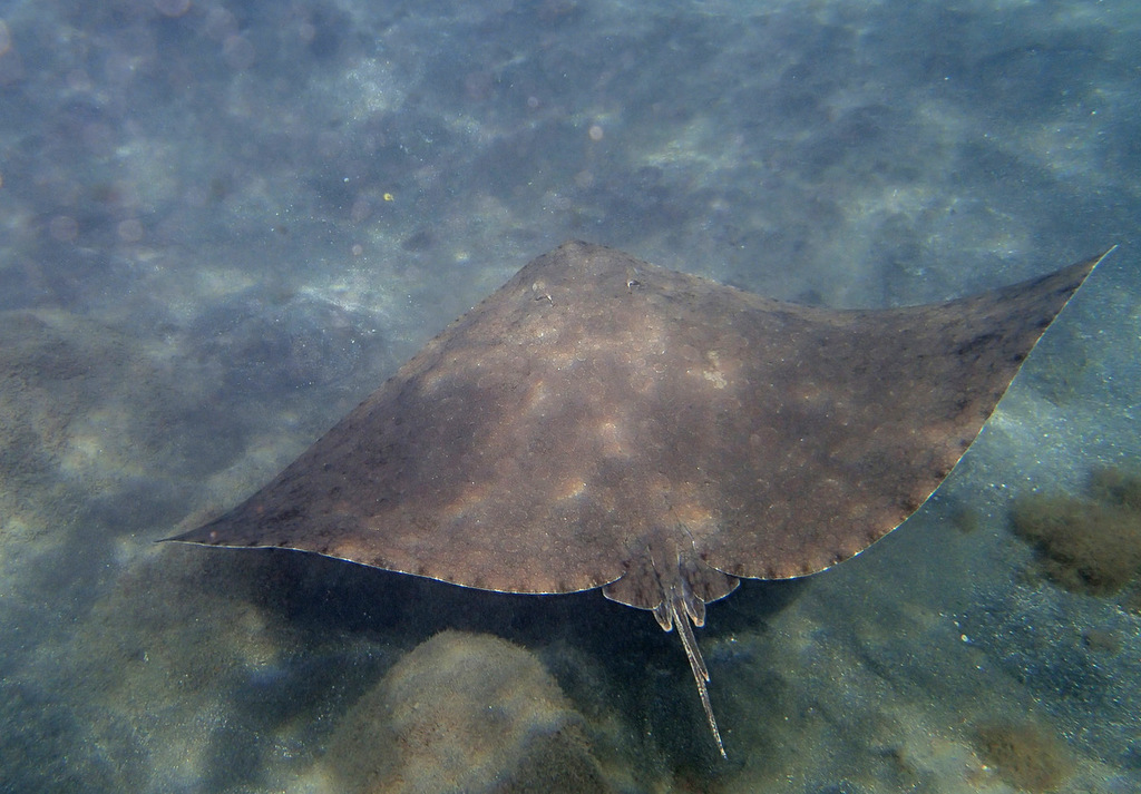 Spiny Butterfly Ray
