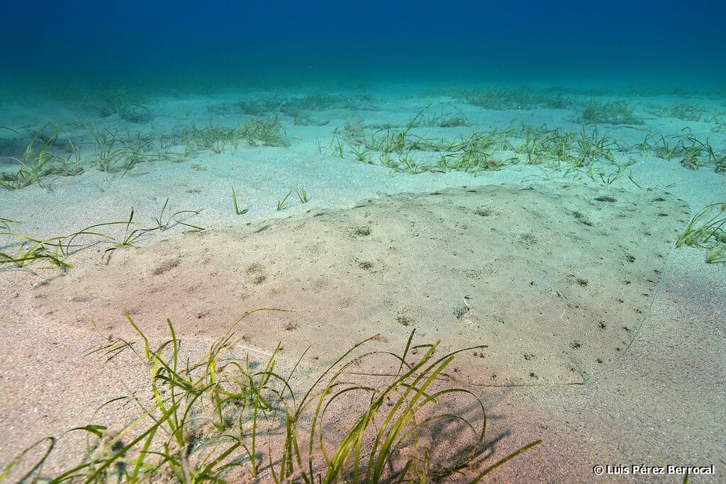 Spiny Butterfly Ray