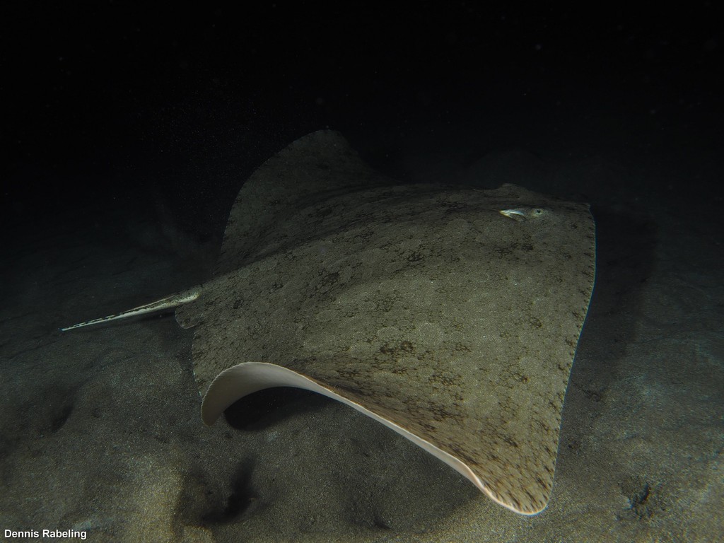 Spiny Butterfly Ray
