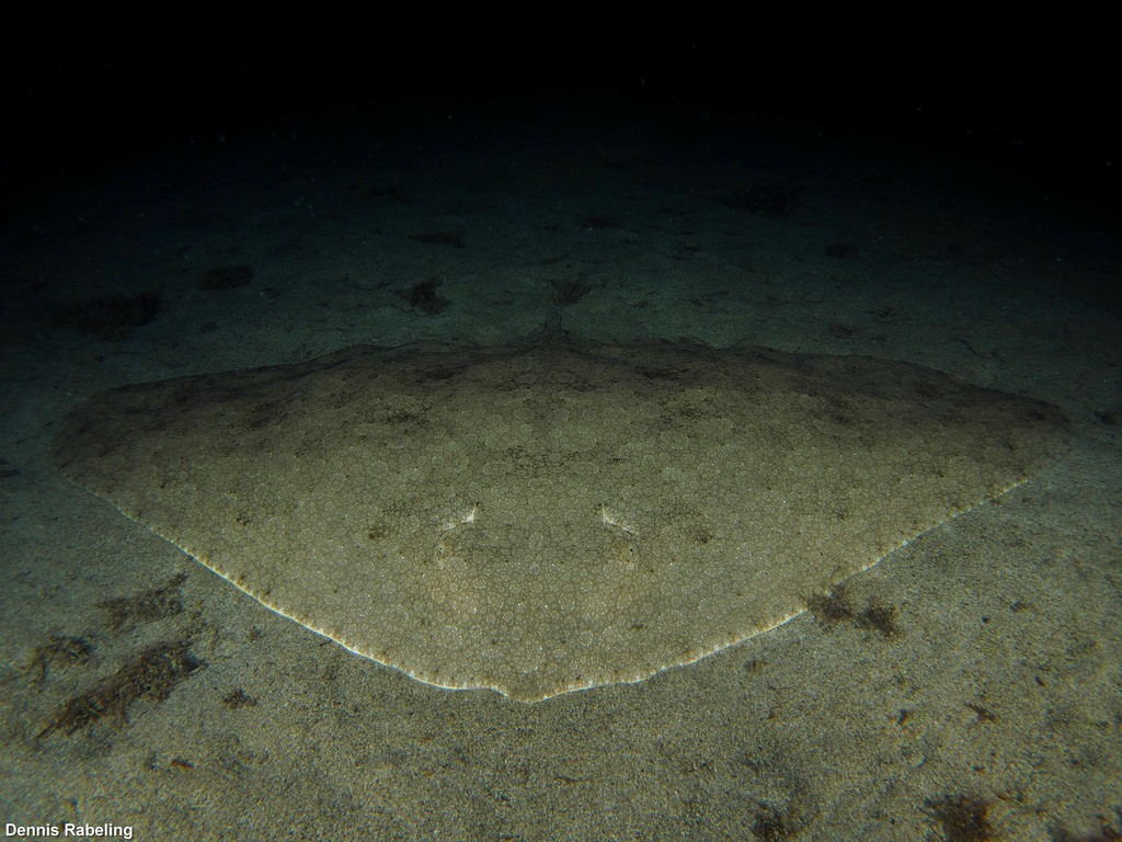 Spiny Butterfly Ray
