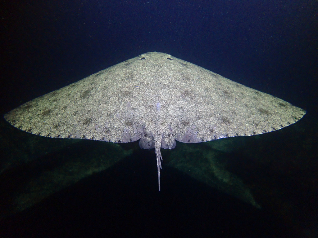 Spiny Butterfly Ray