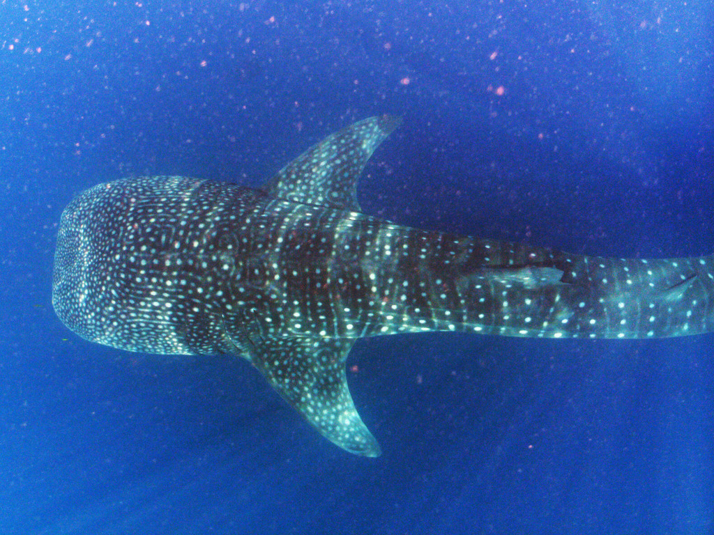 Requin Baleine