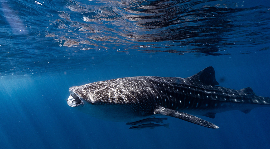 Requin Baleine