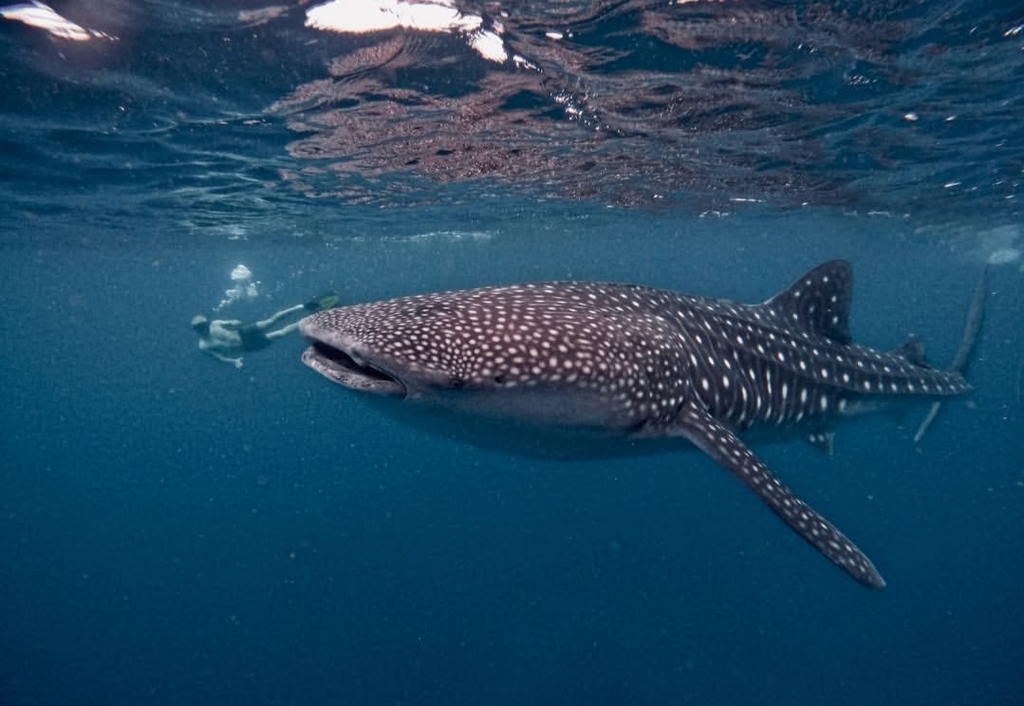 Requin Baleine
