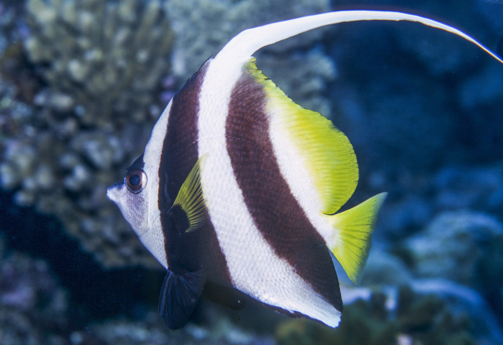 Longfin Bannerfish