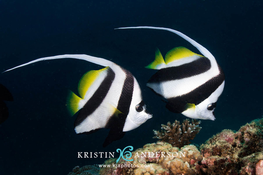 Longfin Bannerfish