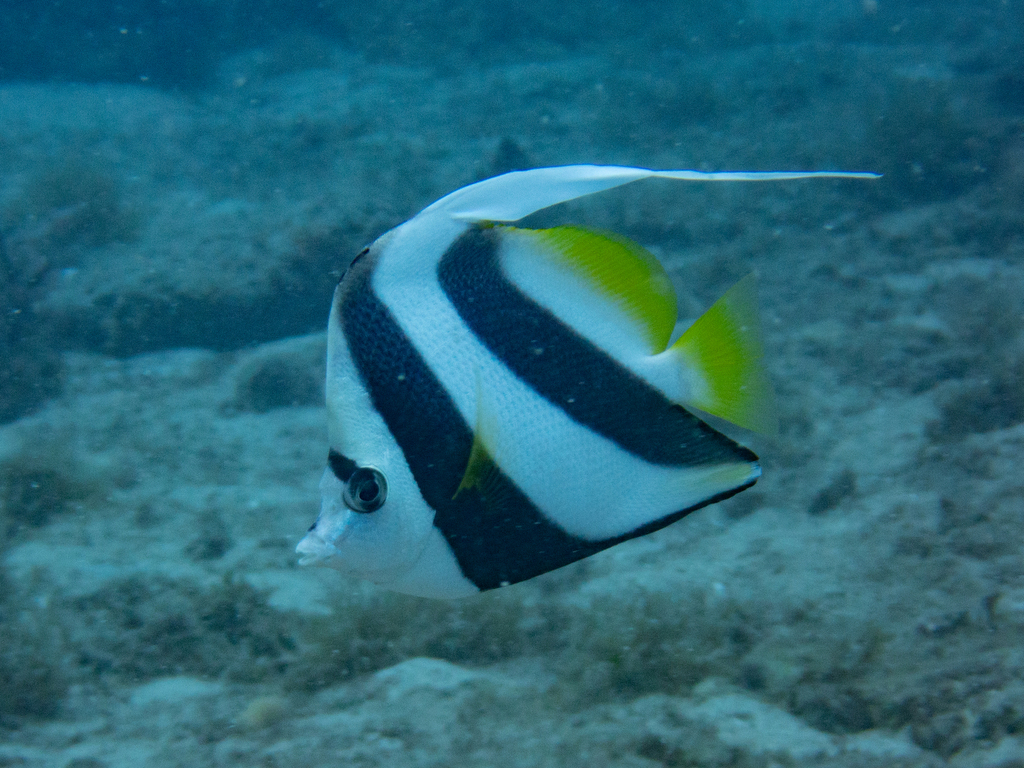 Longfin Bannerfish