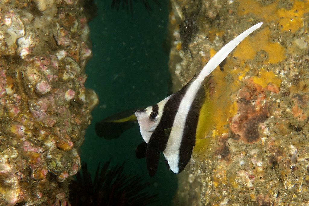 Longfin Bannerfish