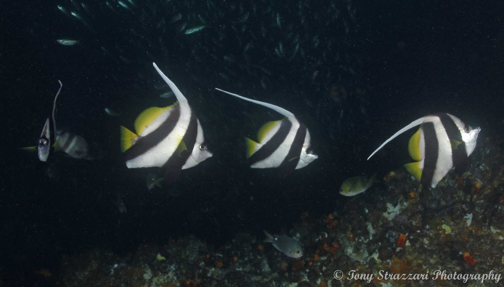 Longfin Bannerfish