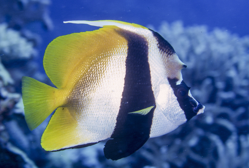 Masked Bannerfish