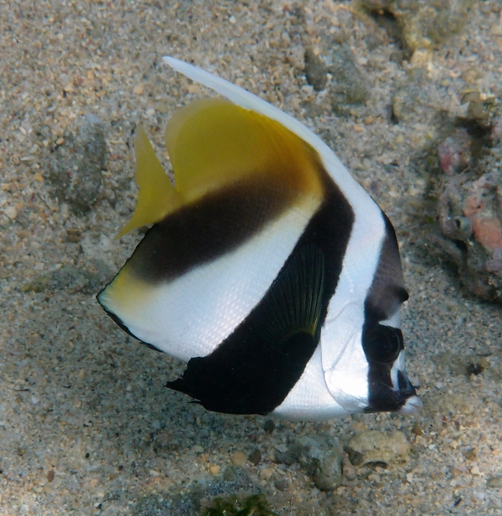 Masked Bannerfish
