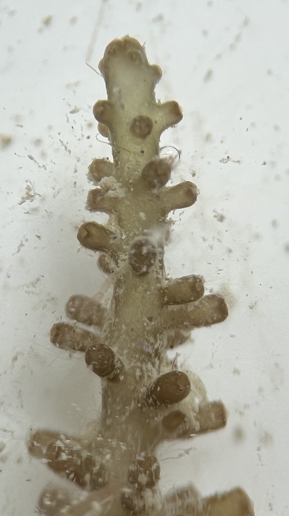 Palisada Perforata
