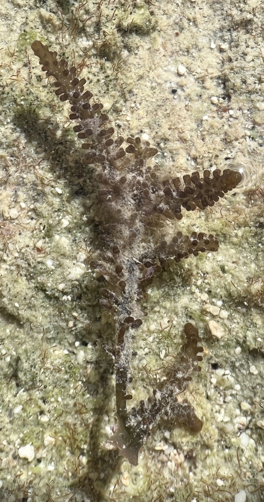 Palisada Perforata
