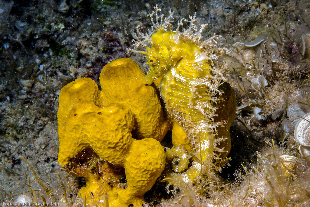 Long-snouted Seahorse