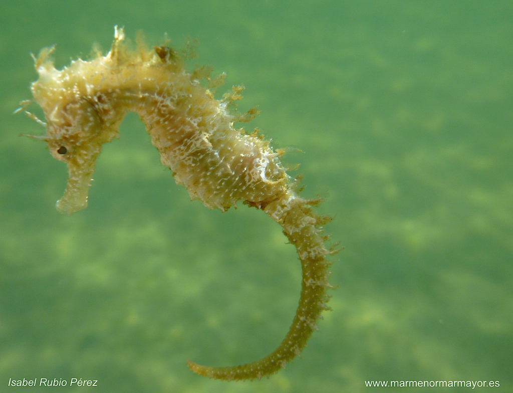 Long-snouted Seahorse