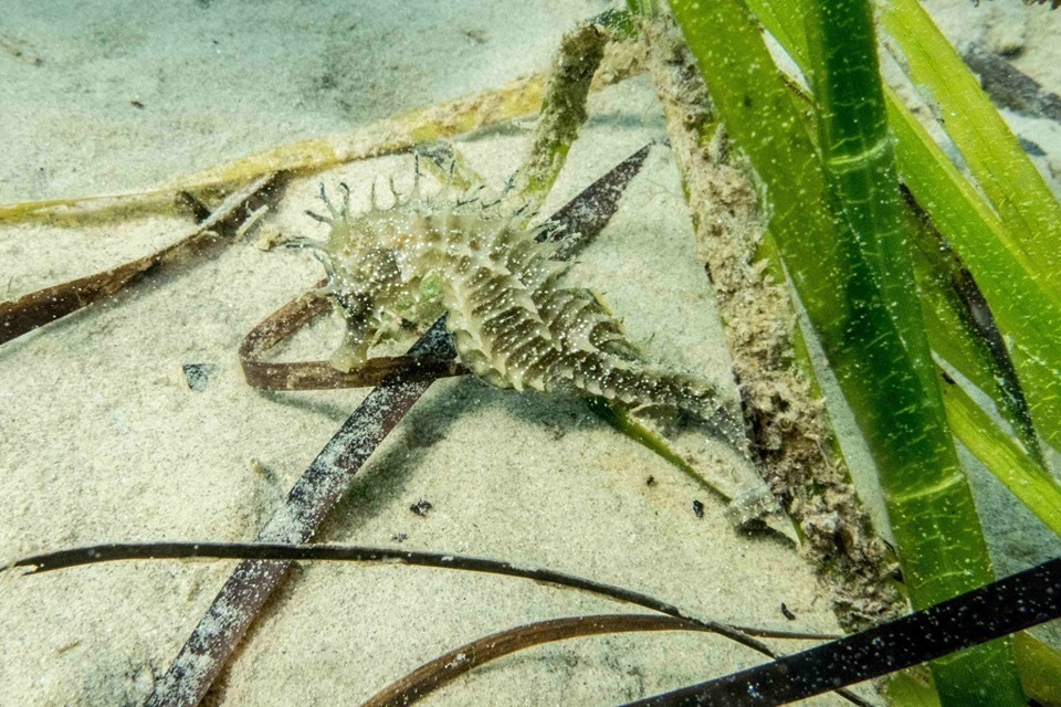 Long-snouted Seahorse