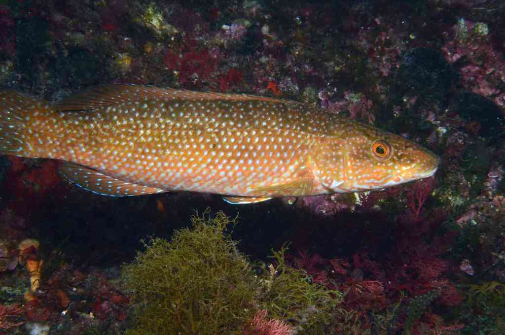 Green Wrasse