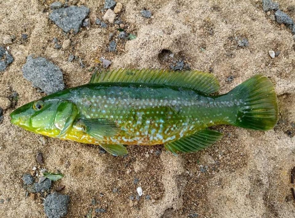 Green Wrasse