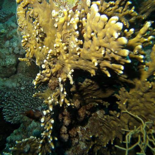 Net Fire Coral