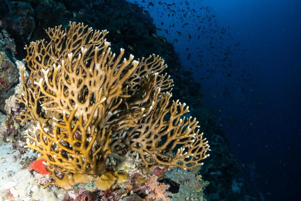 Net Fire Coral