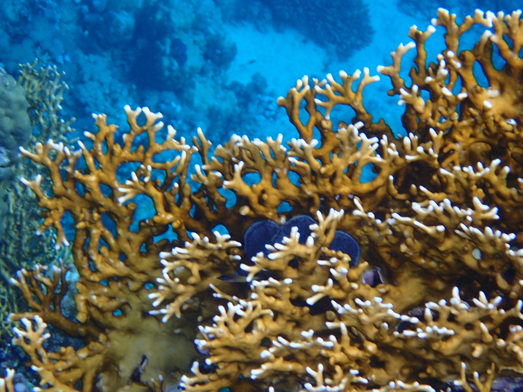 Net Fire Coral