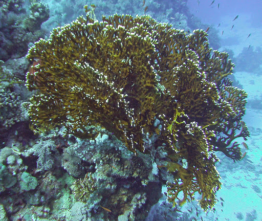Net Fire Coral